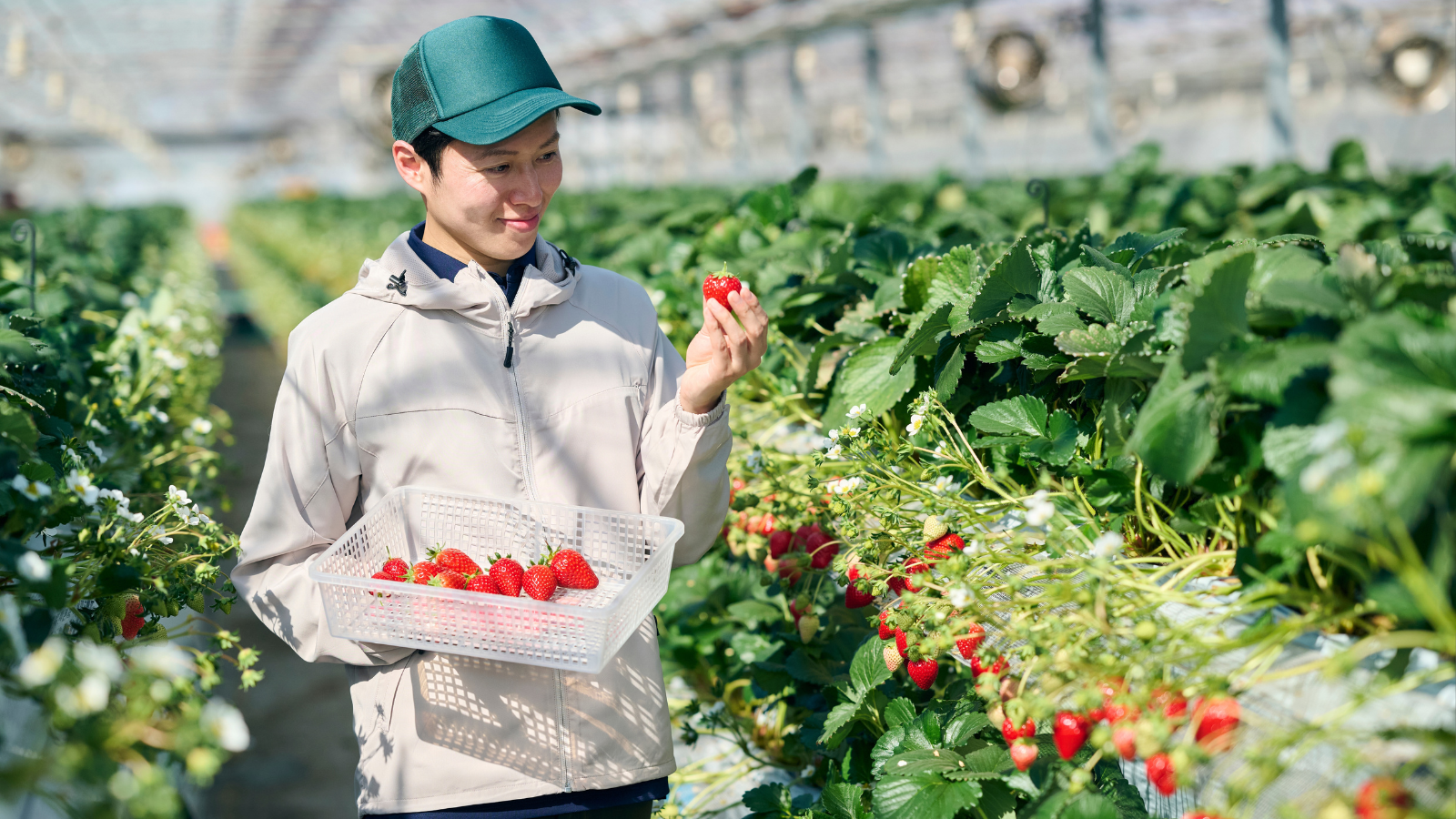 False Records and Farm Labour: FWO Takes Action Against Queensland Labour Hire Company