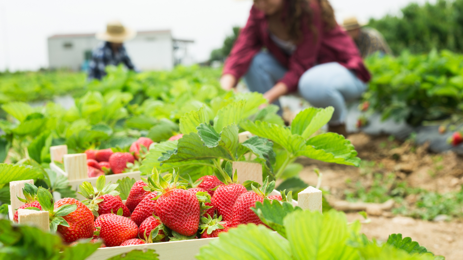 False Records in Farm Labour: Court Imposes $180,288 in Fair Work Penalties